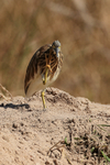 Indian Pond Heron portfolio