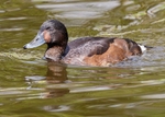 Baer's Pochard 2