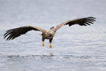 Sea Eagle low over water, Flatanger, Norway