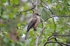 Siberian Jay