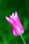 Pink Tulip