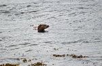 Otter
