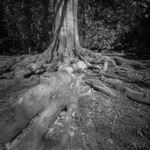 Tree Roots, Golden Acre Park (square format)