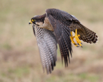 Peregrine Falcon