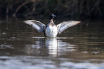 Female Tufted Duck (Aythya fuligula) wingflap