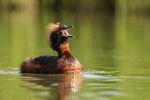 Slavonian Grebe, wide open bill, Lake Myvatn, Iceland