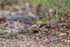 Sunbittern with food, Porto Jofre, Mato Grosso, Brazil