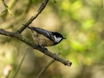 Coal Tit