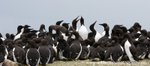 SBA008: Guillemot colony2