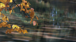 Fall Flow