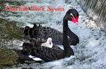 - Black Swan Family