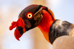 king vulture  sarcomamphus papa-2327