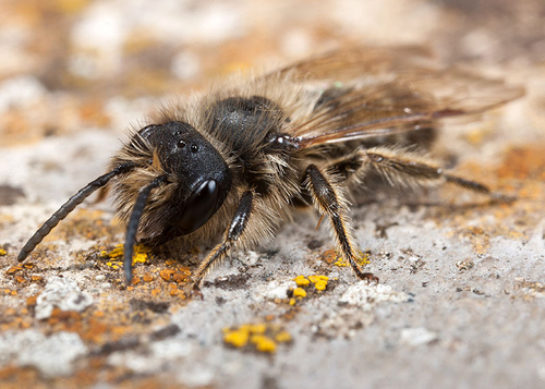 [i]Andrena flavipes[/i] male. Cubbington Church, Warwickshire. April 20th 2012.