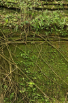 Vegetation covering Beng Mealea wall, Cambodia
