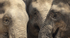 Asian Elephants