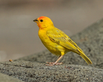 Saffron Finch (adult male), Hawaii