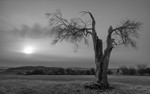 Day 1 - Spilt Tree