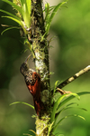 Black-striped Woodcreeper on tree, Costa Rica