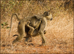 Baboon and young