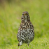 Song Thrush