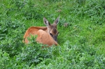 Roe Deer