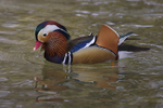 Mandarin Duck portfolio