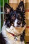 dog-1491