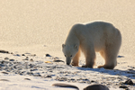Polar Bear strong side lighting, Churchill, Canada