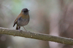 Black-billed Nightingale-Thrush portfolio