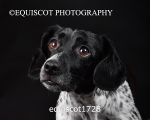 equiscot1728