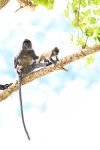 Silver leaf monkeys