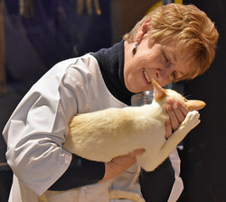 40th Supreme Cat Show NEC Birmingham portfolio