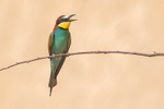 Bee-Eater