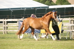 SBM_10441