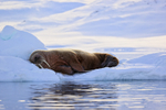 Walrus asleep on ice in fjord, Spitsbergen, Svalbard