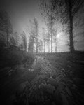 Trees and Stream, Ilkley