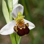 Bee Orchid (Ophrys apifera) an insect mimic and the only one of the genus that is self-pollinated.