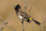 Dark-capped Bulbul calling from a branch in a bush