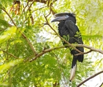 Black and White Casqued Hornbill