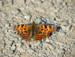 Comma