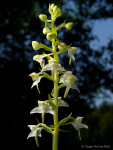 Greater Butterfly-orchid (02)