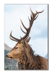 Scottish Stags- picture portfolio