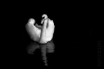 Swan 07