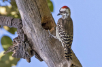 Brown Backed Woopecker