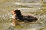 Coot Chick