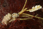 Doto fragilis