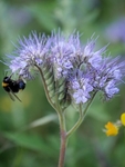 Wild Flower: Tansy Leaved Phacelia