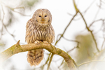 ural owl strix uralensis-1004