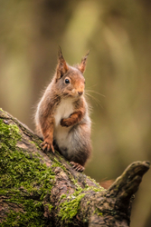Nature portfolio