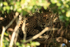 Jaguar (female) high in tree, Corixo Negro, Mato Grosso, Brazil